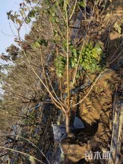 高度350厘米大樱桃