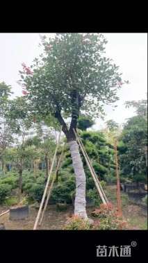 15公分鸡冠刺桐