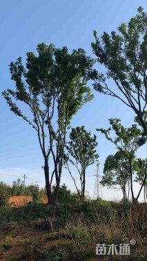 25公分朴树