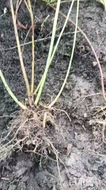 高度80厘米连翘