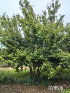 高度600厘米丛生茶条槭