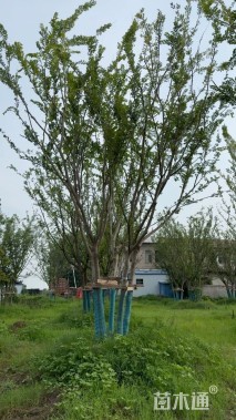 60公分(5杆)丛生朴树