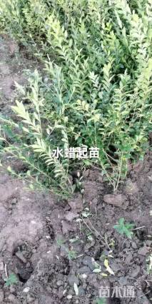 高度60厘米水蜡