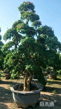 高度3500厘米三角梅