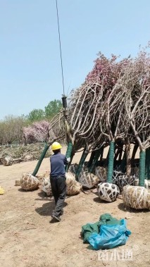 12公分日本晚樱