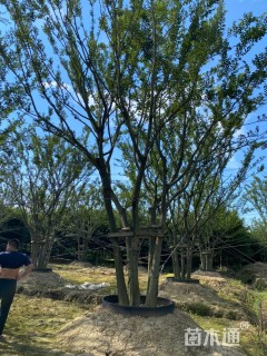 50公分丛生朴树