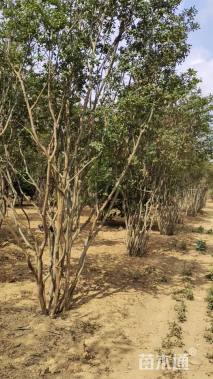 高度400厘米丛生紫薇