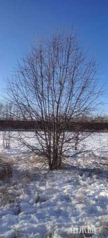 高度350厘米丛生八棱海棠