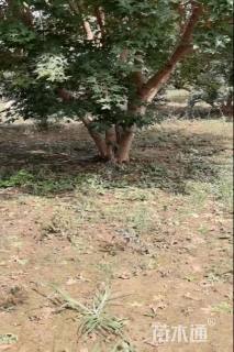 高度700厘米丛生五角枫