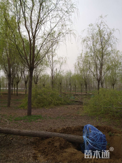 20公分青皮垂柳