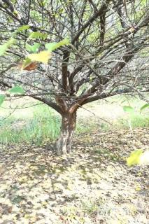 20公分造型红梅