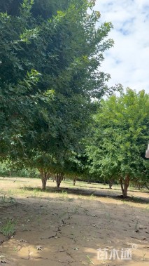 高度600厘米丛生元宝枫