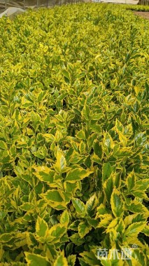 高度25厘米金叶假连翘