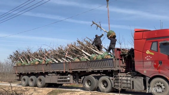 18公分薄壳山核桃