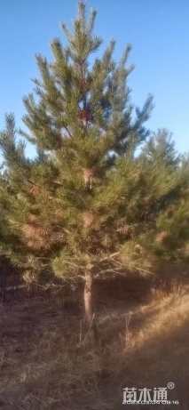 高度4000厘米油松