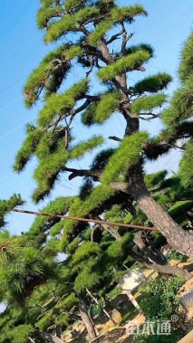 44公分造型油松