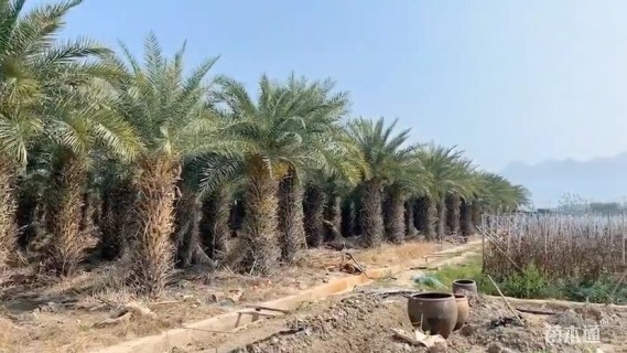 裸干高200厘米中东海枣