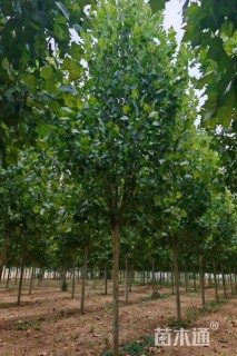 16公分速生法桐