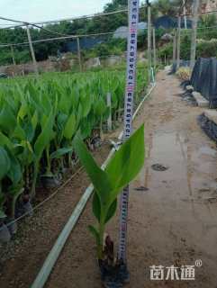 高度30厘米美人蕉