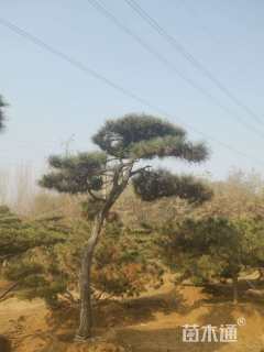 18公分造型油松