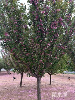 高度500厘米关山樱