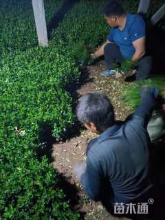 高度30厘米大叶黄杨