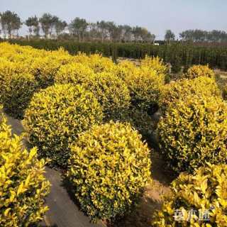 冠幅100厘米金叶女贞球