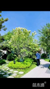 高度150厘米丛生暴马丁香