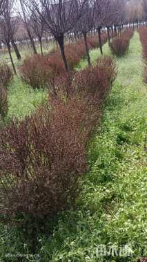 高度90厘米红叶小檗