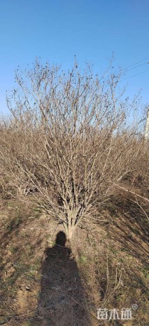 高度400厘米丛生紫薇