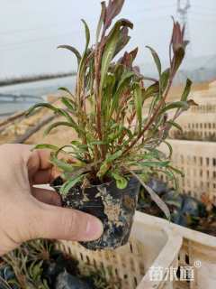 高度20厘米山桃草