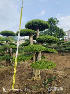 20公分造型对节白蜡