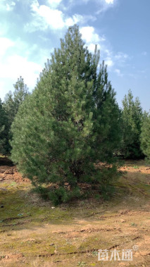 高度500厘米白皮松