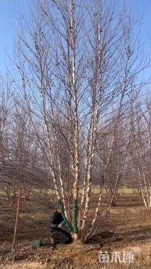高度700厘米丛生河桦