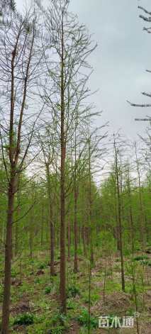 2公分墨西哥落羽杉