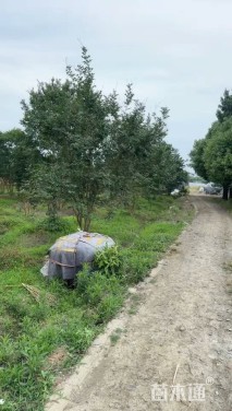 100公分(5杆)丛生香樟