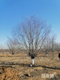 18公分绚丽海棠