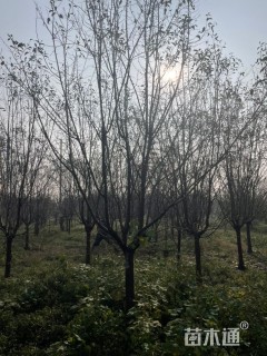 12公分绚丽海棠