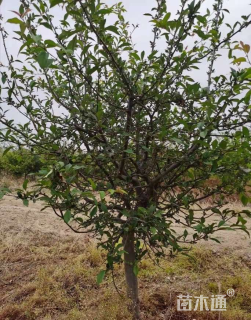 12公分垂丝海棠