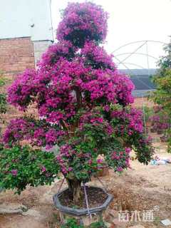 50公分造型三角梅