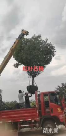 10公分红叶石楠