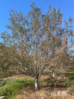 22公分绚丽海棠