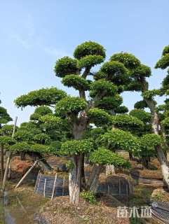 31公分造型榔榆