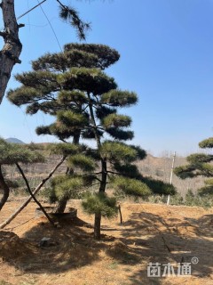 24公分造型黑松