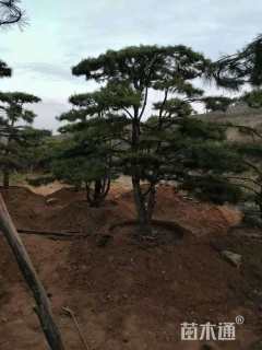 高度300厘米油松