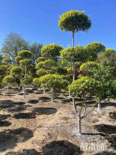 10公分造型金叶榆