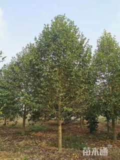 10公分乐昌含笑