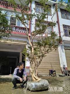 高度360厘米瓜子黄杨