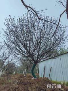 30公分造型红梅