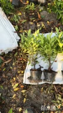 高度25厘米毛鹃